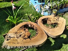 2 Slabs 2″ THICK Bookmatched Returns Accepted! Authentic Pecky Sinker Cypress
